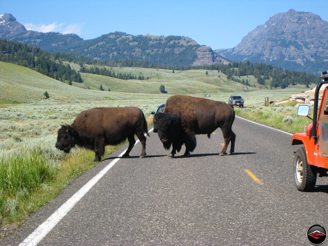 Buffalo blocking the road in Yellowstone National Park