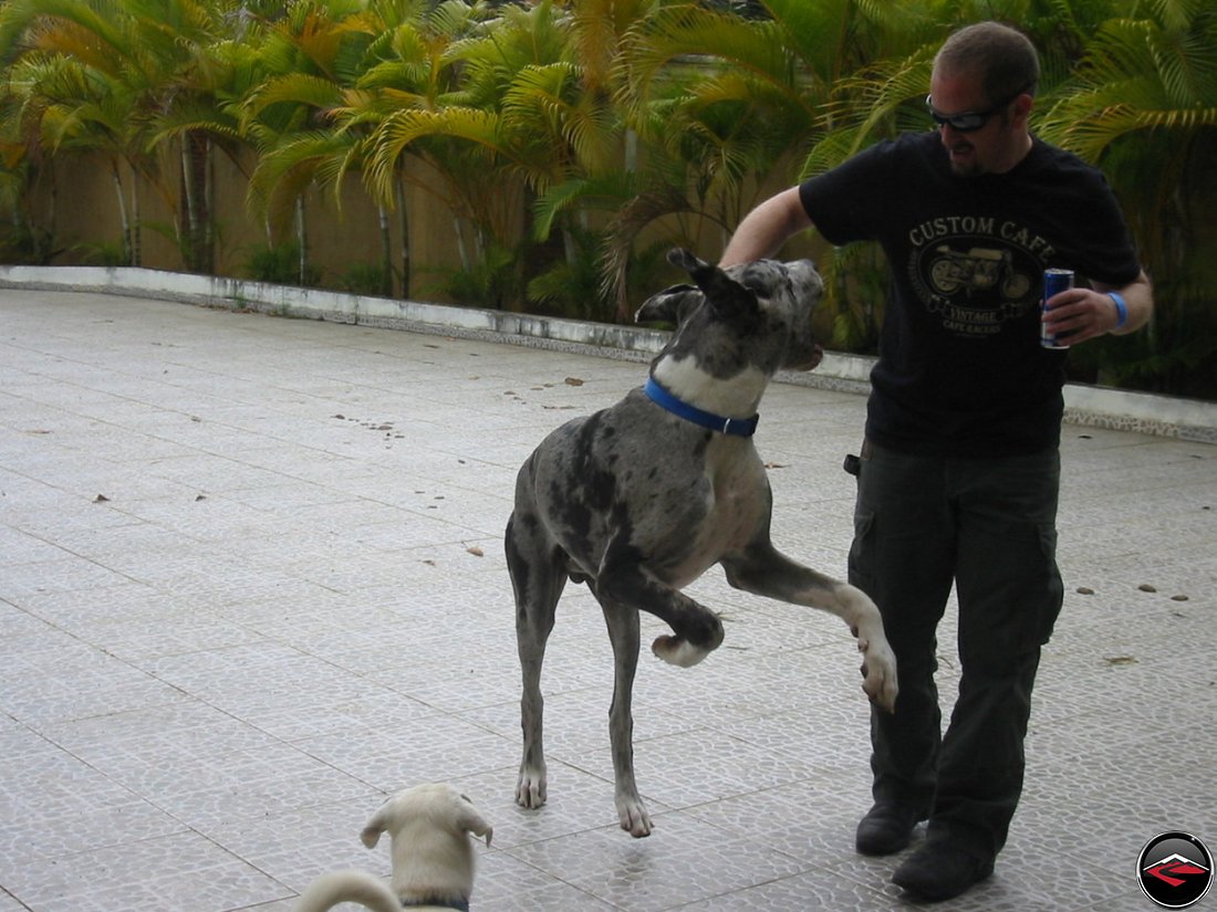 man playing with a great dane