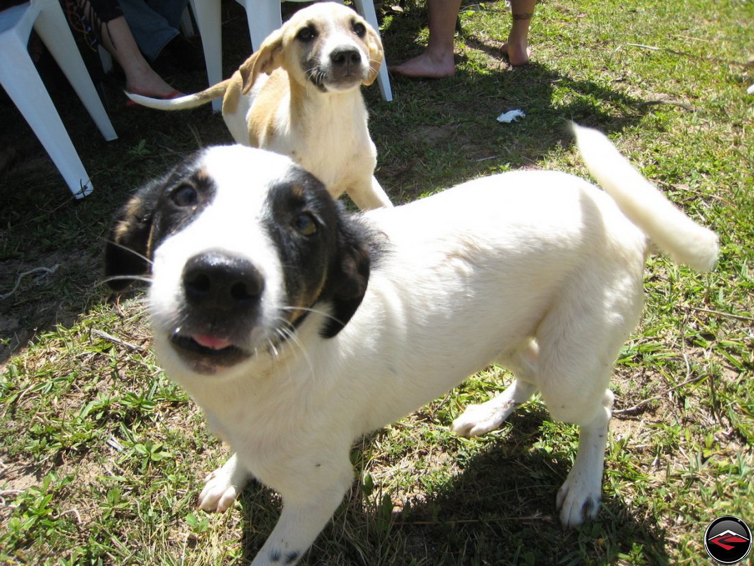 Stray puppy dogs on the beach in the caribbean, Perro