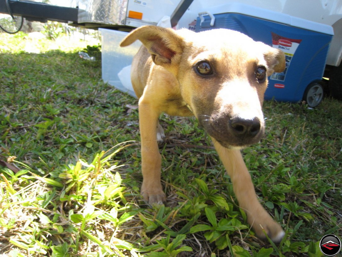 shy Stray puppy dog on the beach in the caribbean, Perro