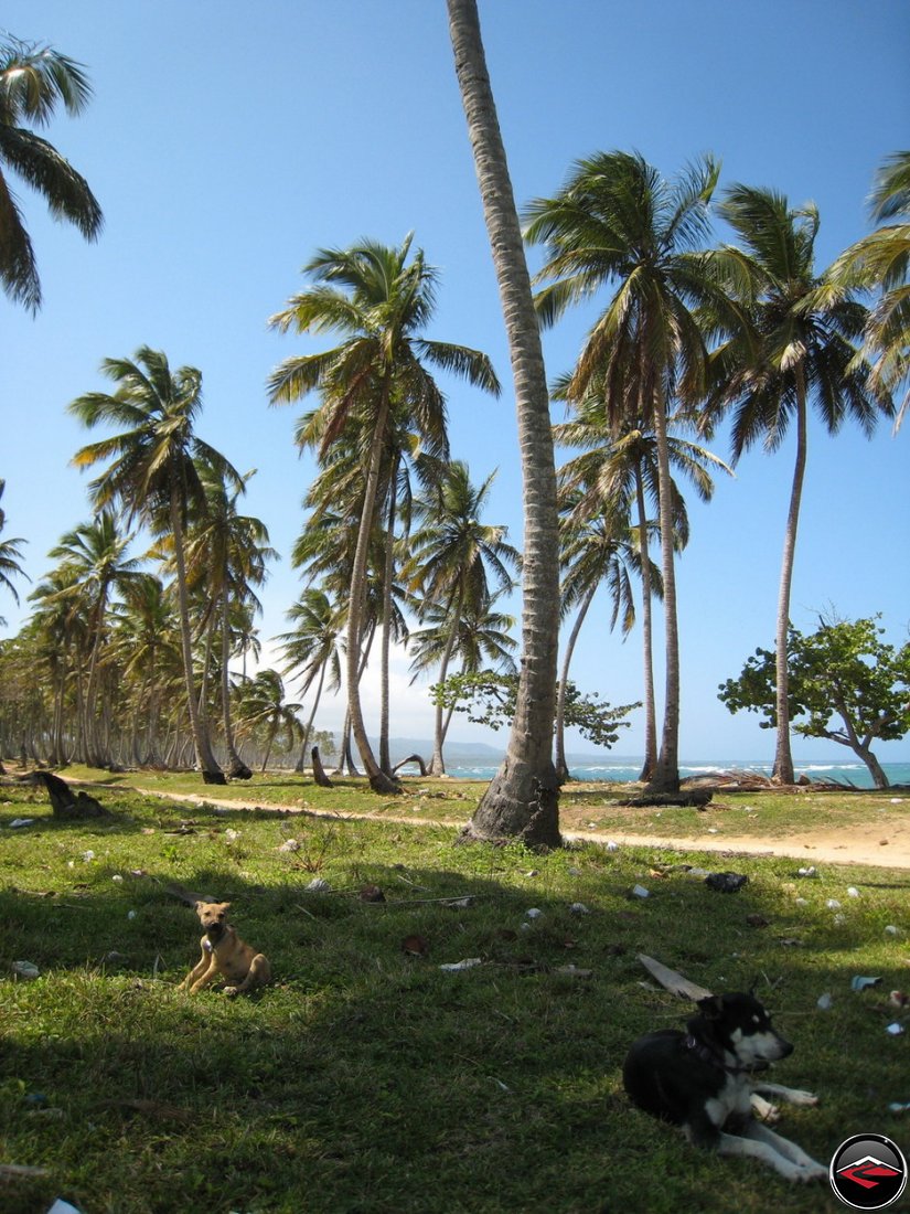 garbage and stray dogs on a beach in the caribbean