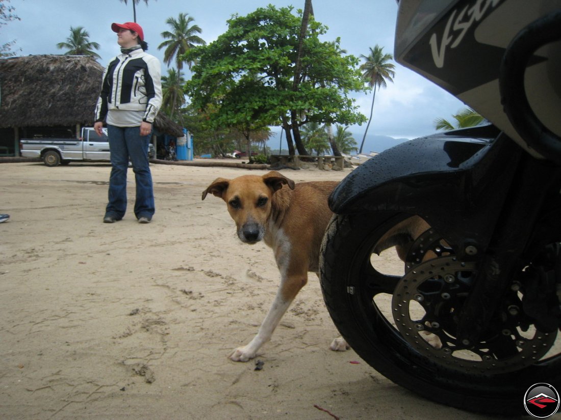 shy stray dog walks around the front of a motorcycle wheel