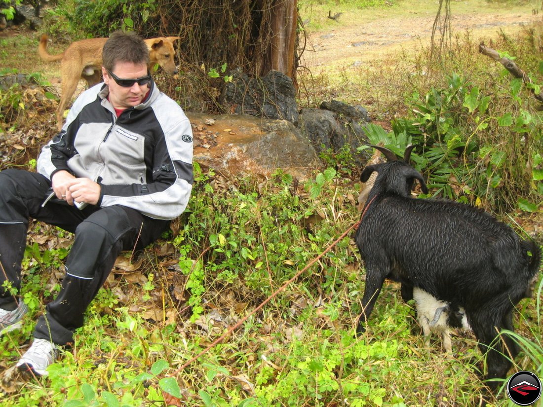 concerned little dog protecting goats