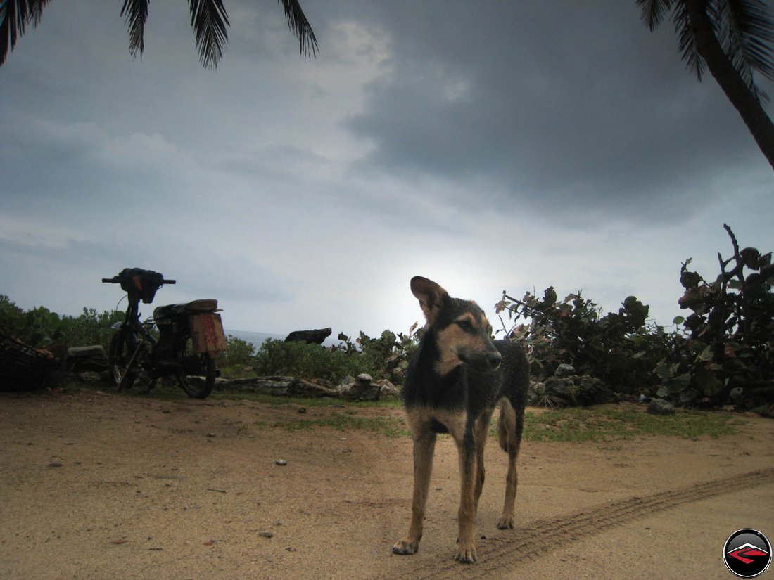 Stray dog on a caribbean beach