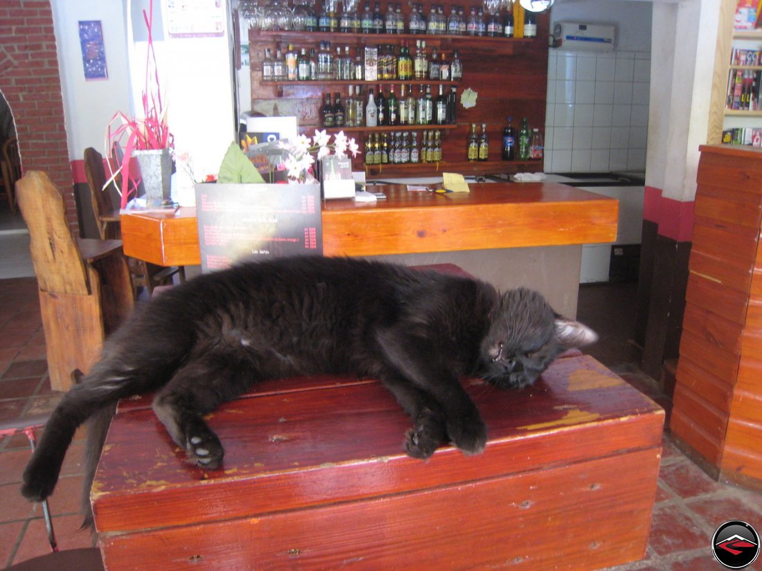 gato negro black cat on the counter at cafe de paris a rio san juan