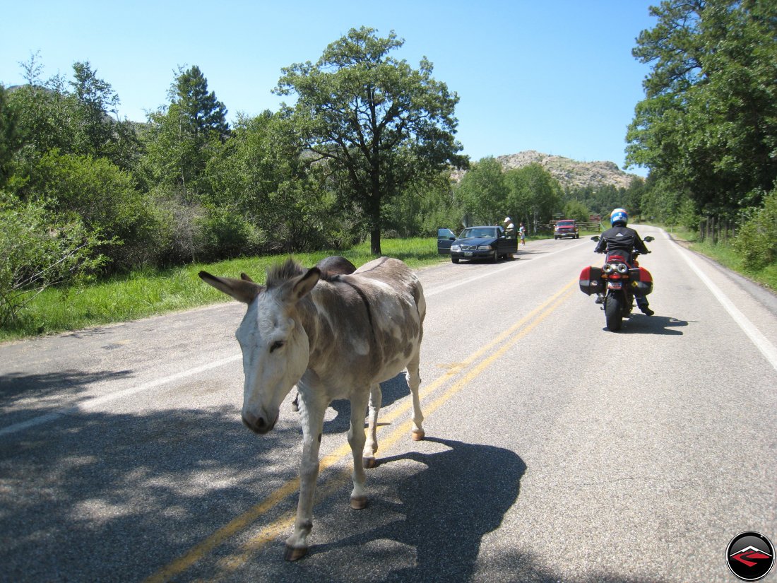 An ass in the middle of the road begging for food, the begging burros on the Norbeck Scenic Byway in South Dakota