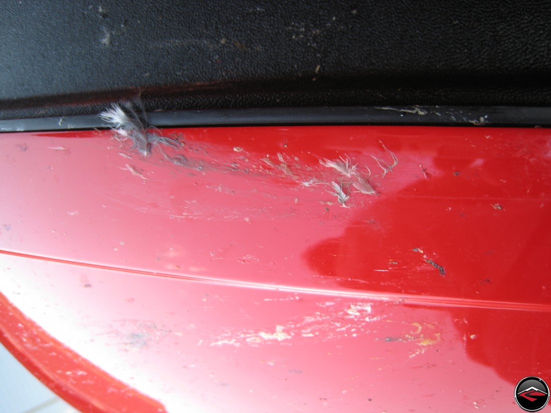 Bird Strike damage to a Ducati Multistrada pannier