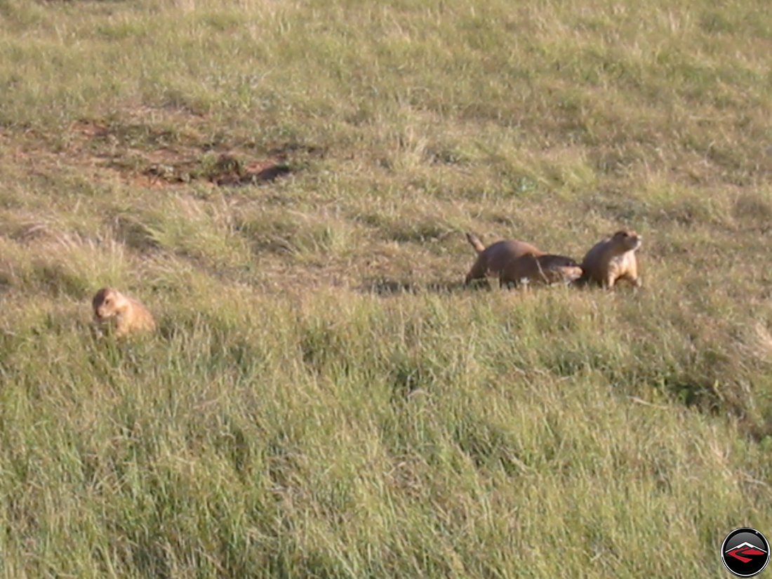 Prarie Dogs in the grass