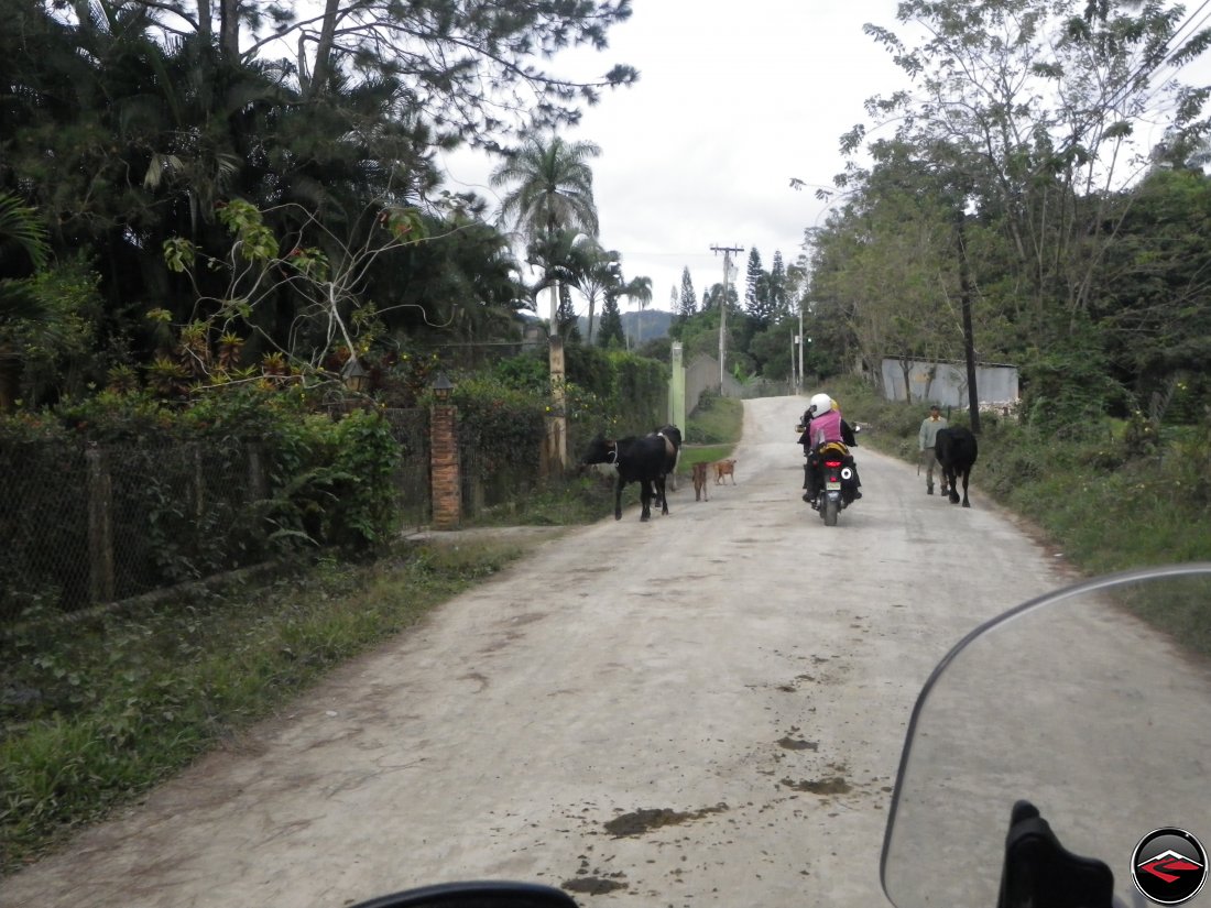 Motorcycle riding past cows and dogs in Jarabacoa Dominican   Republic