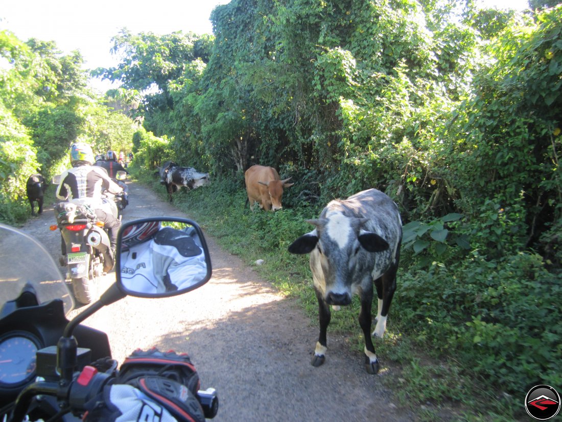 cows on the road on a caribbean island