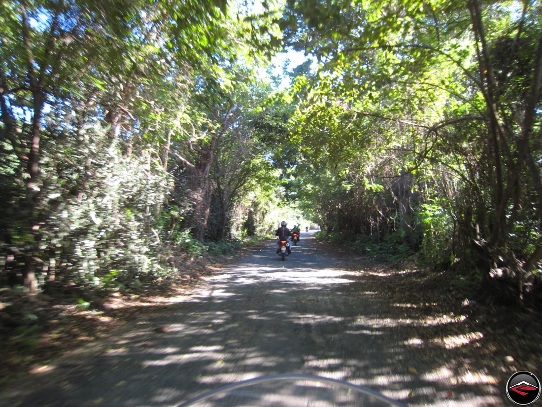 trees growing over the top of the road with motorcycles riding