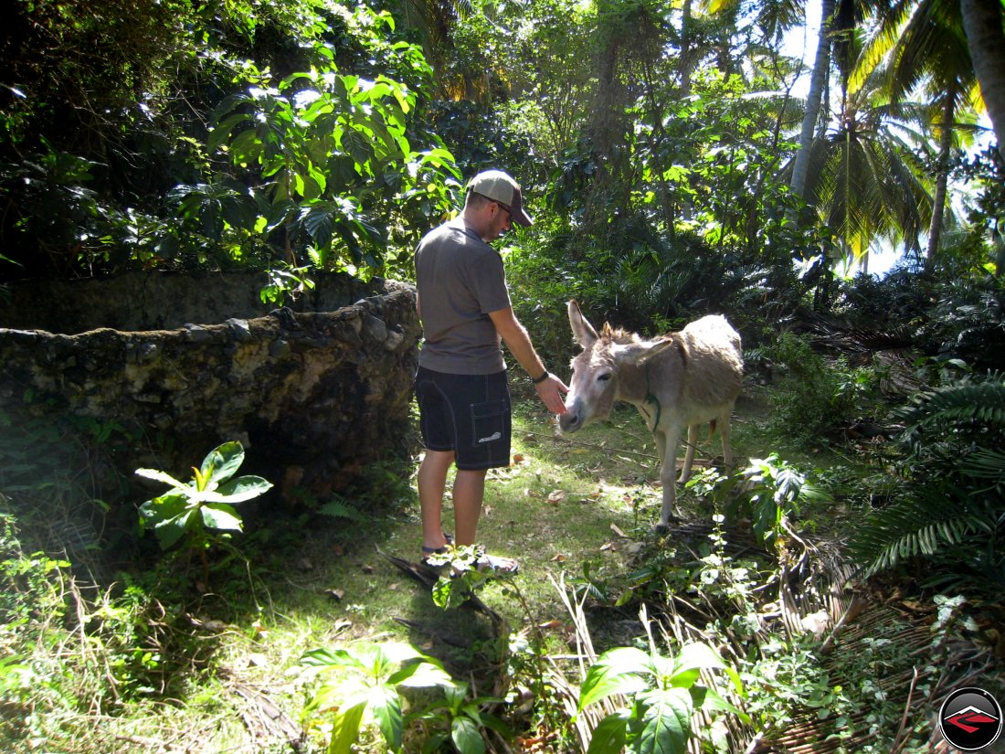 man petting a little donkey