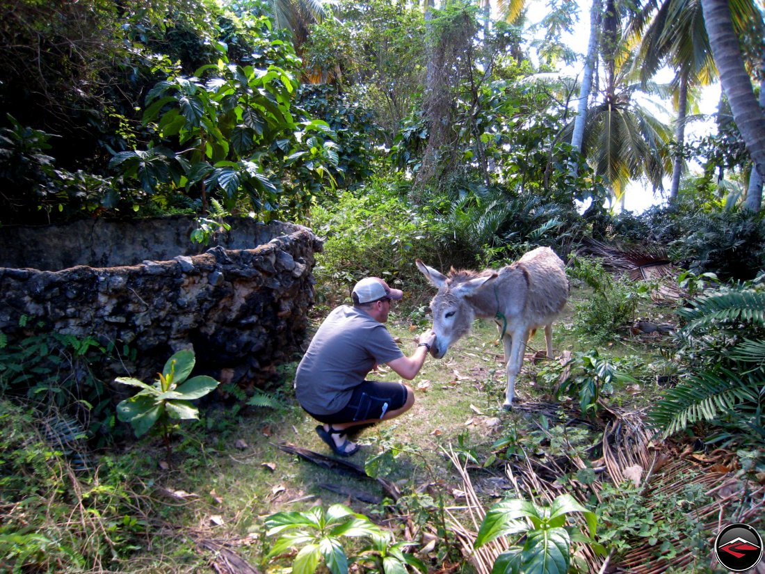 man petting a little donkey