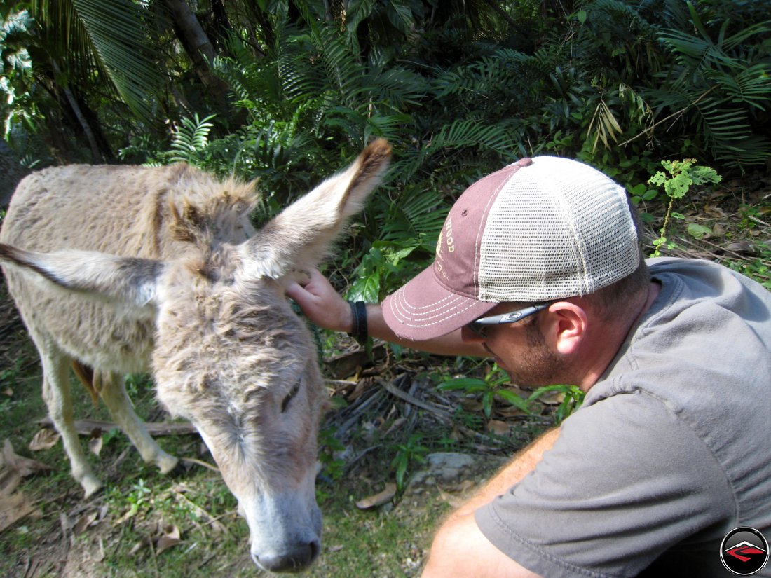 man scratching the ears of a little donkey