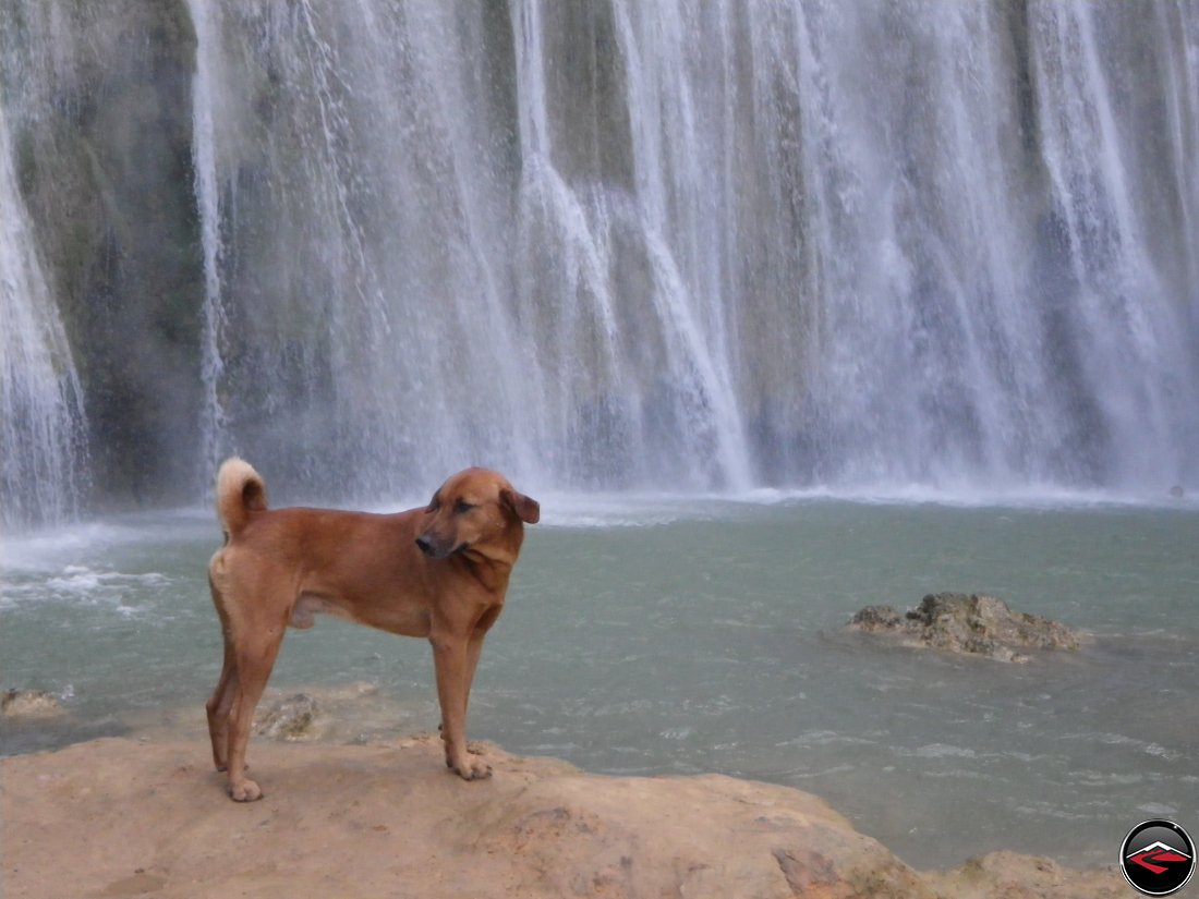 stray dog standing in front of a waterfall Cascada El Limon Dominican Republic