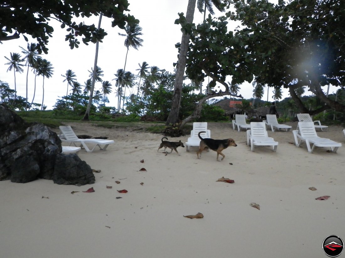 stray dogs on the beach Playa Rincon Dominican Republic