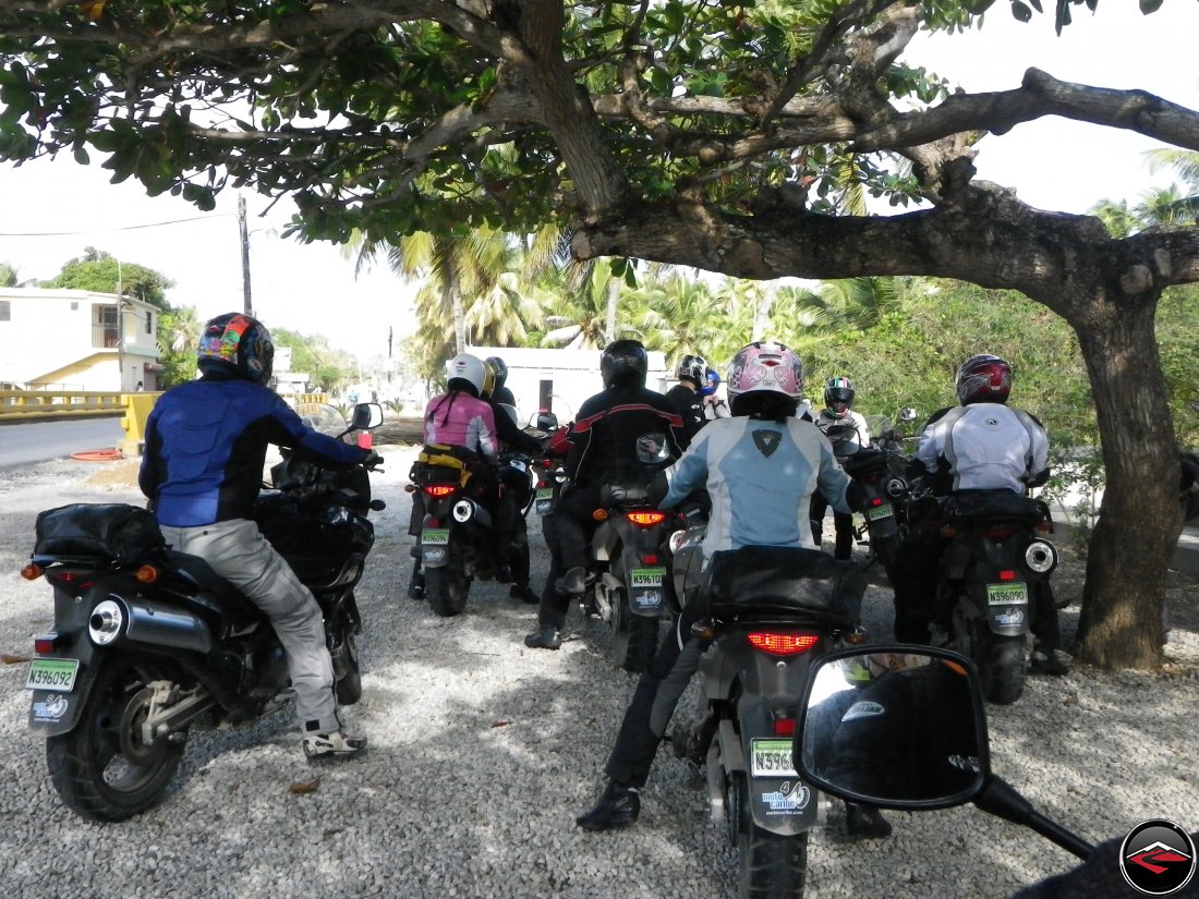 Motorcycles parked under the shade of a tree