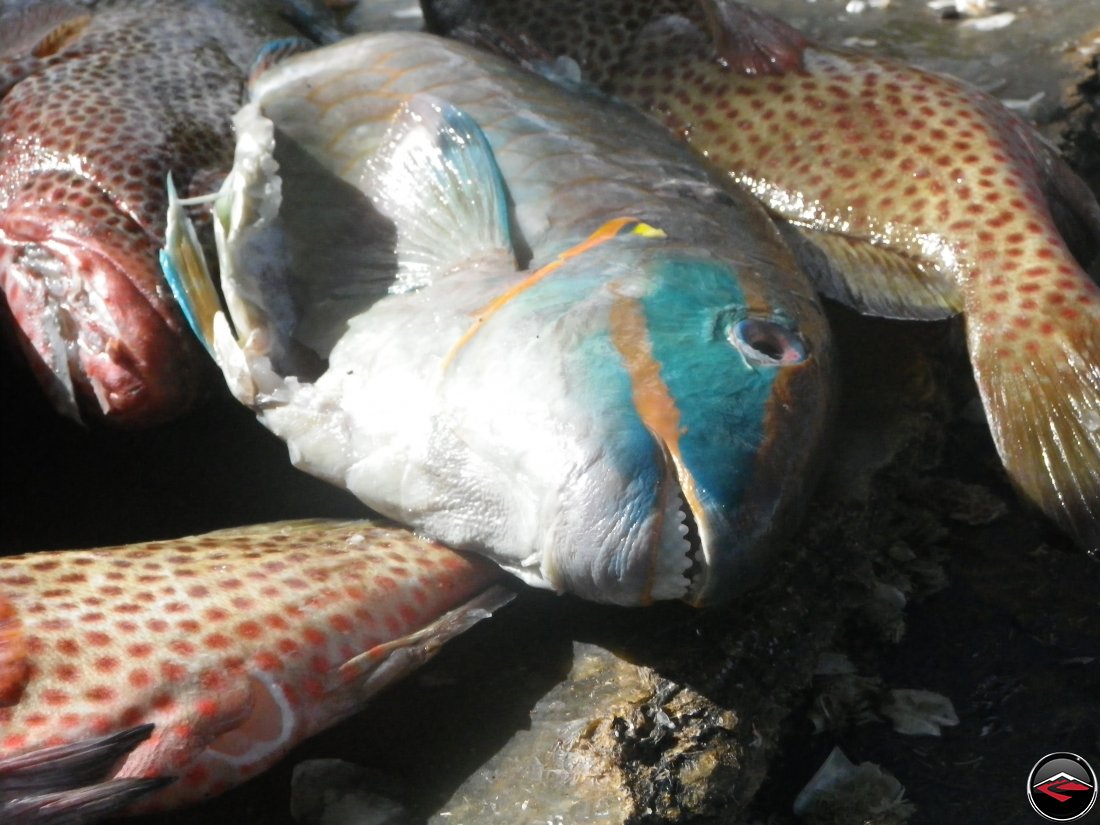 poscado fish caught fresh from the caribbean