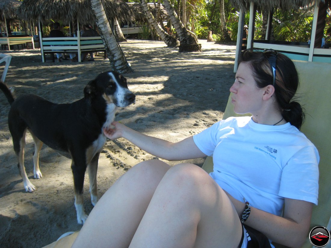 friendly dog on the beach