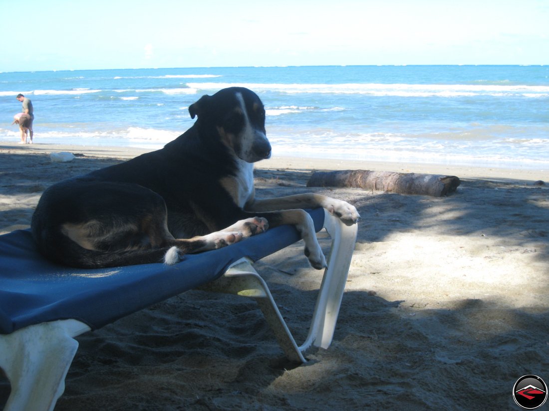 stray dog sitting on a beach chair