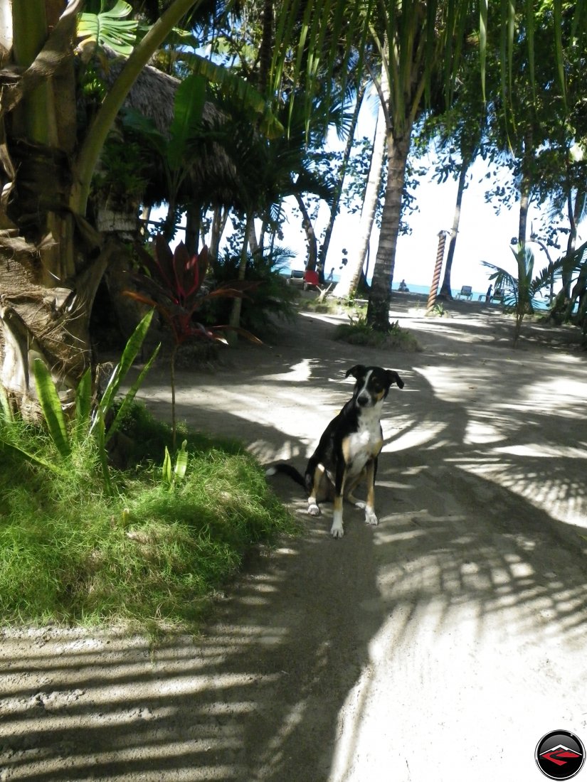 stray dog on the beach