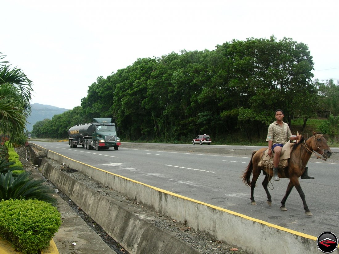 horses on the freeway