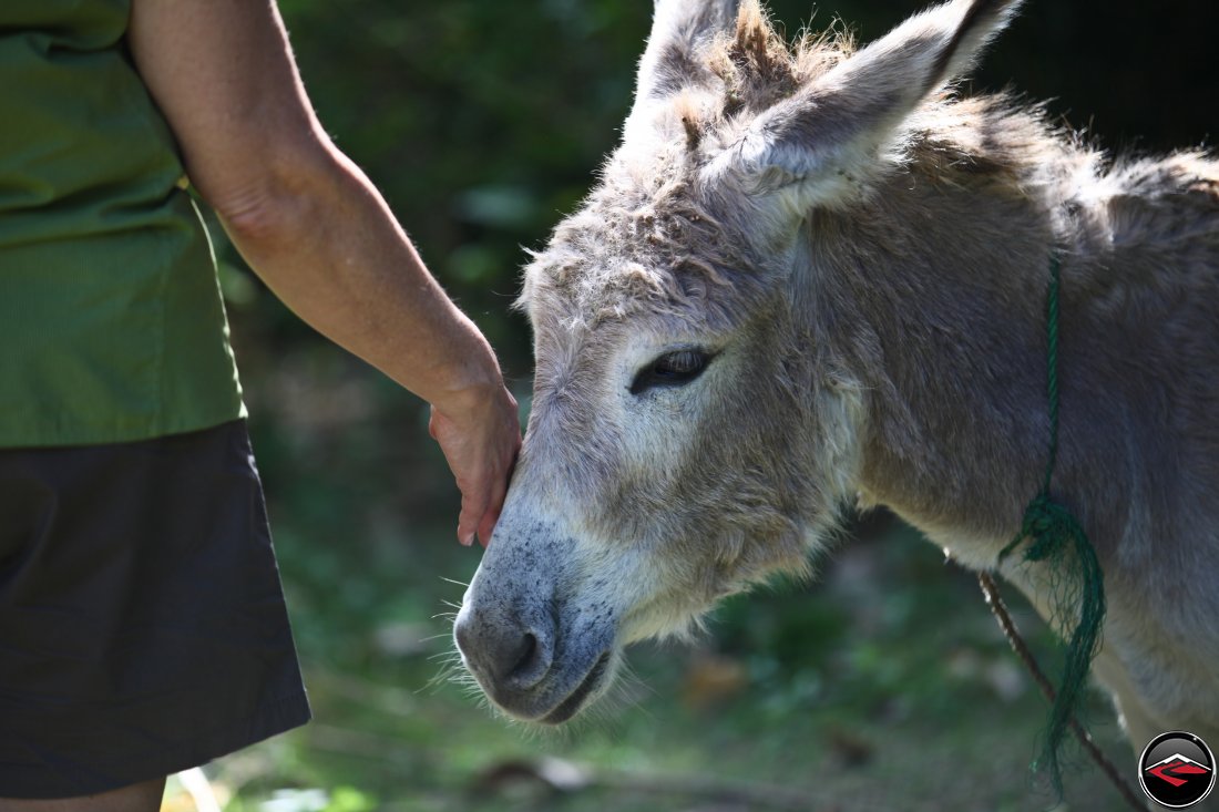 woman pets a Donkey