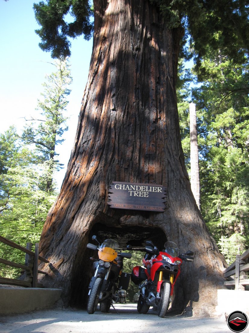 Two motorcycles, a Ducati Multistrada 1200 and a Buell Ulysses at the Chandelier Tree in Leggit California