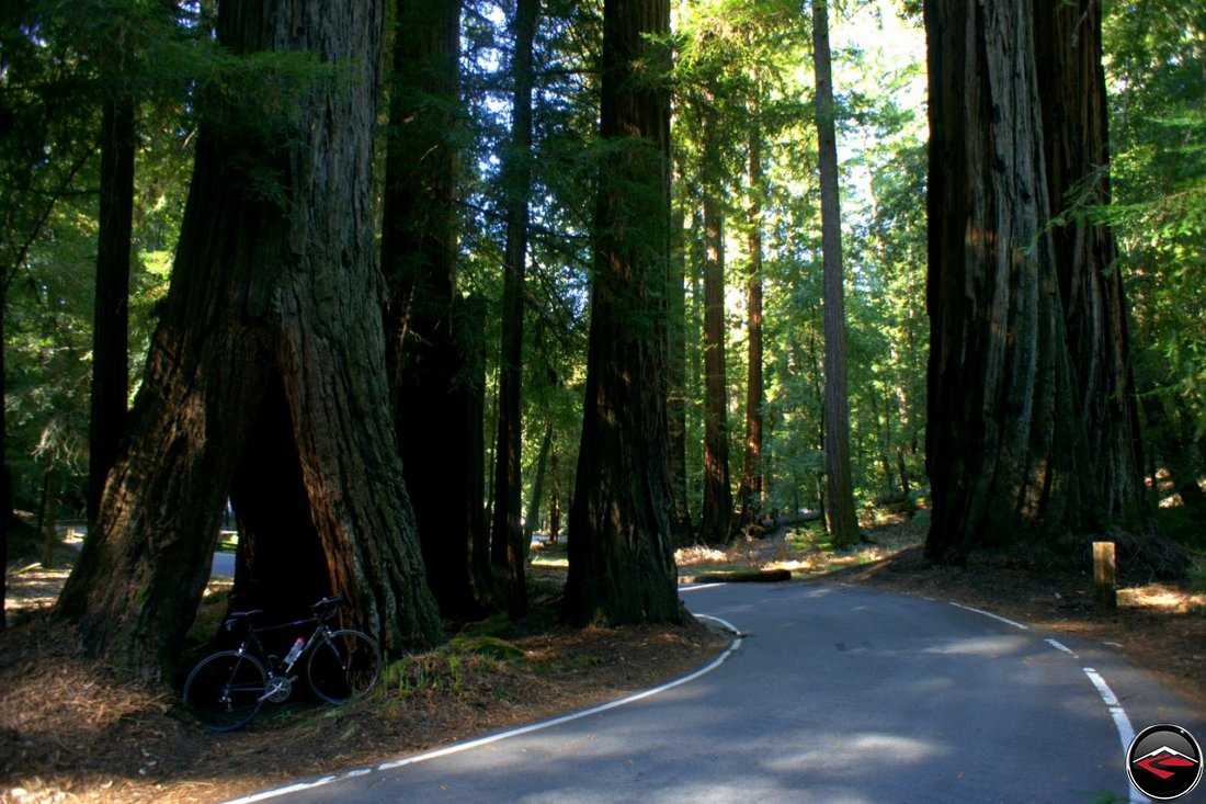 The road goes around a small grove of giant redwood trees, along California Highway 236, Big Basin Highway, in the middle of Big Basin Redwoods State Park