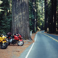 19-redwoods