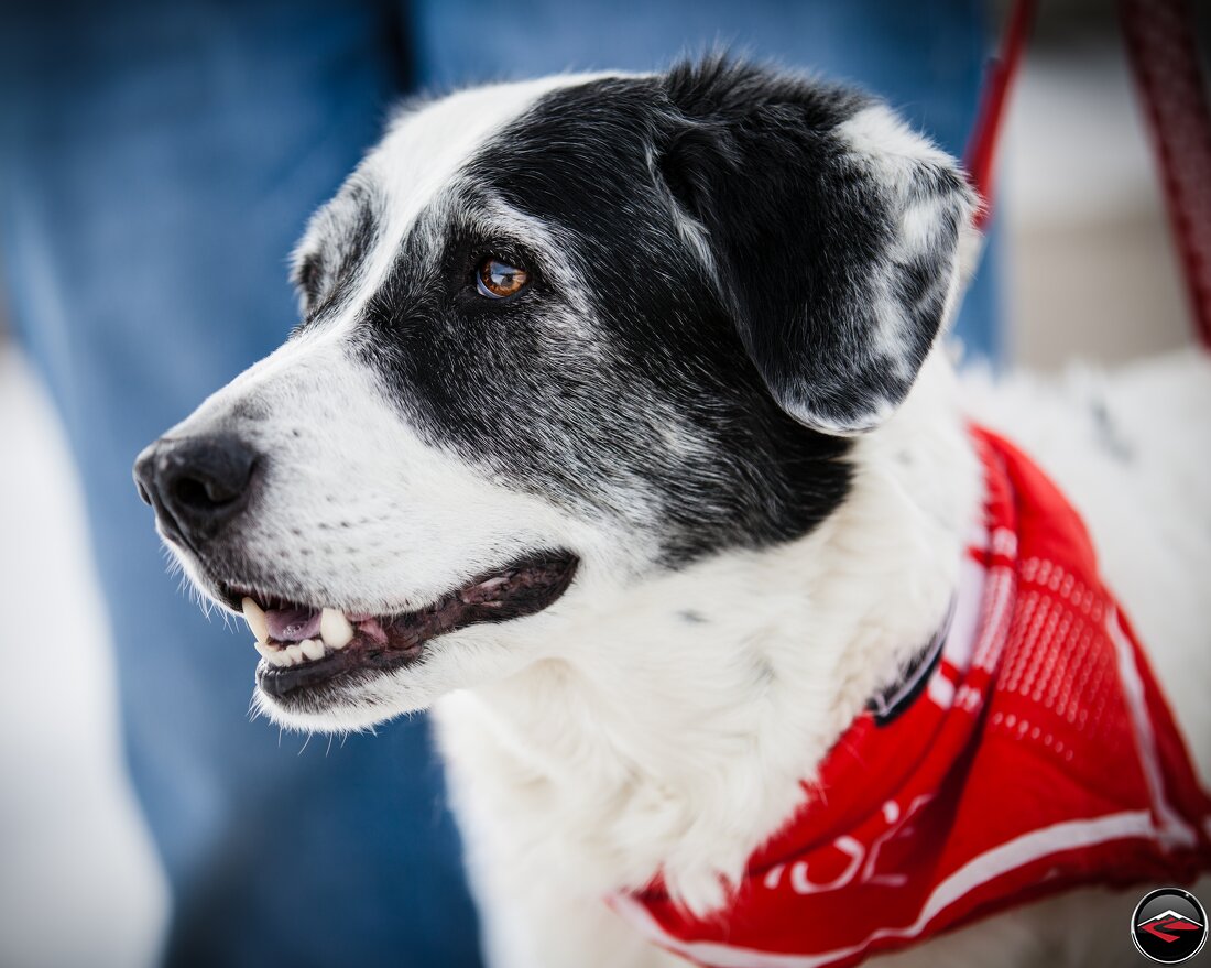 Old dog with a white face