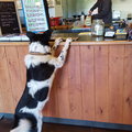 Dog Ordering Coffee