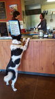 Dog Ordering Coffee